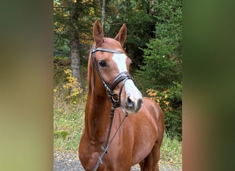 German Riding Pony, Mare, 3 years, 14.1 hh, Chestnut-Red