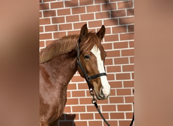 German Riding Pony, Mare, 3 years, 14.1 hh, Chestnut-Red