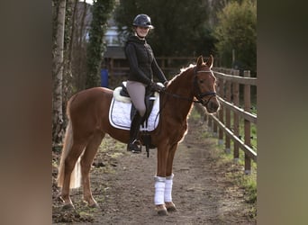 German Riding Pony, Mare, 3 years, 14.1 hh, Chestnut-Red