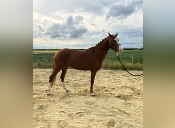 German Riding Pony, Mare, 3 years, 14.1 hh, Chestnut-Red
