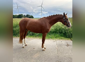 German Riding Pony, Mare, 3 years, 14.1 hh, Chestnut-Red