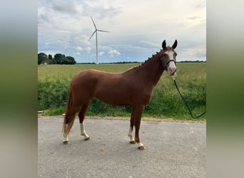 German Riding Pony, Mare, 3 years, 14.1 hh, Chestnut-Red