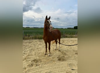 German Riding Pony, Mare, 3 years, 14.1 hh, Chestnut-Red