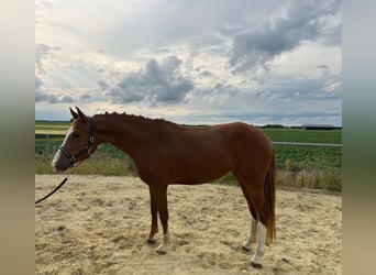 German Riding Pony, Mare, 3 years, 14.1 hh, Chestnut-Red