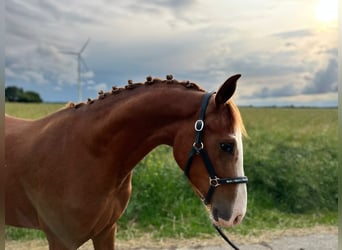 German Riding Pony, Mare, 3 years, 14.1 hh, Chestnut-Red