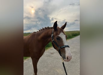 German Riding Pony, Mare, 3 years, 14.1 hh, Chestnut-Red
