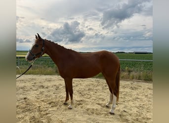German Riding Pony, Mare, 3 years, 14.1 hh, Chestnut-Red