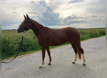 German Riding Pony, Mare, 3 years, 14.1 hh, Chestnut-Red