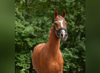 German Riding Pony, Mare, 3 years, 14.1 hh, Chestnut-Red