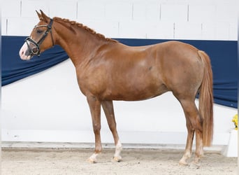 German Riding Pony, Mare, 3 years, 14.1 hh, Chestnut-Red
