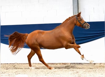 German Riding Pony, Mare, 3 years, 14.1 hh, Chestnut-Red