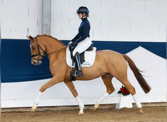 German Riding Pony, Mare, 3 years, 14,1 hh, Chestnut-Red