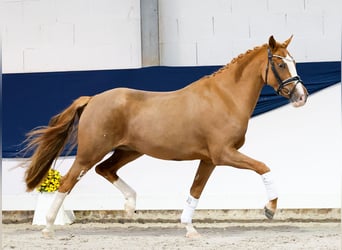 German Riding Pony, Mare, 3 years, 14.1 hh, Chestnut-Red