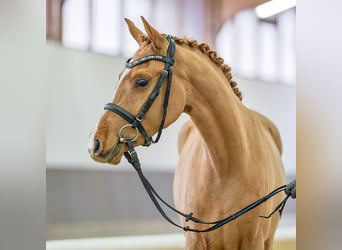 German Riding Pony, Mare, 3 years, 14,1 hh, Chestnut-Red