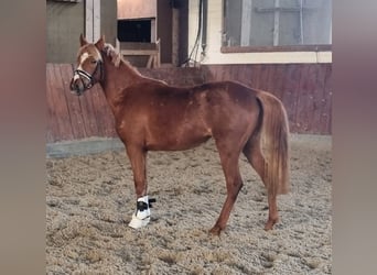 German Riding Pony, Mare, 3 years, 14.1 hh, Chestnut-Red