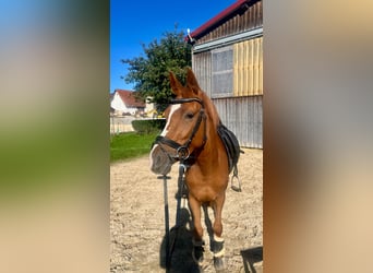 German Riding Pony, Mare, 3 years, 14.1 hh, Chestnut-Red