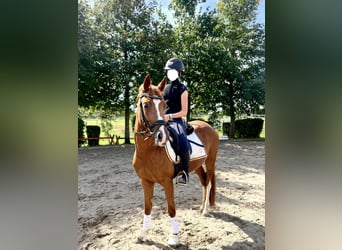 German Riding Pony, Mare, 3 years, 14.1 hh, Chestnut-Red