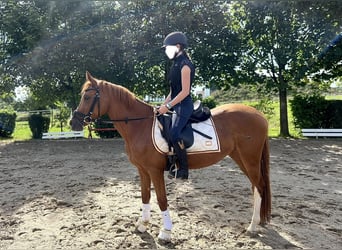 German Riding Pony, Mare, 3 years, 14.1 hh, Chestnut-Red