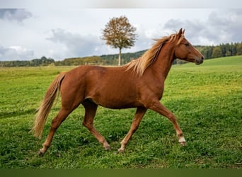German Riding Pony, Mare, 3 years, 14.1 hh, Chestnut-Red