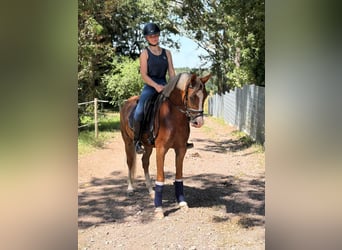German Riding Pony, Mare, 3 years, 14.1 hh, Chestnut-Red