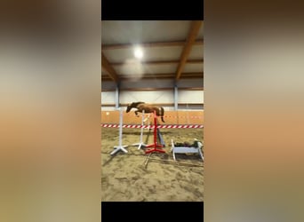 German Riding Pony, Mare, 3 years, 14.1 hh, Chestnut-Red