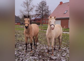 German Riding Pony, Mare, 3 years, 14.1 hh, Cremello