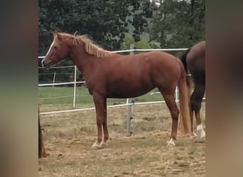 German Riding Pony, Mare, 3 years, 14.1 hh