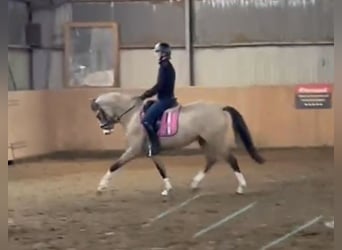 German Riding Pony, Mare, 3 years, 14,1 hh, Dun