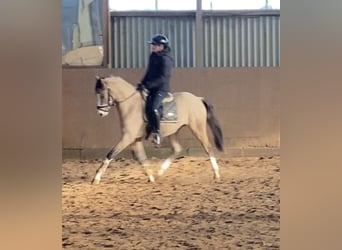 German Riding Pony, Mare, 3 years, 14,1 hh, Dun