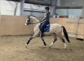 German Riding Pony, Mare, 3 years, 14,1 hh, Dun