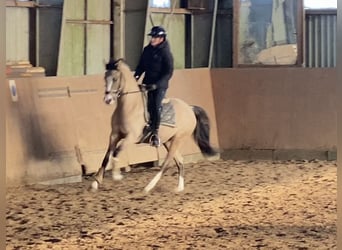 German Riding Pony, Mare, 3 years, 14,1 hh, Dun