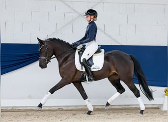 German Riding Pony, Mare, 3 years, 14.1 hh, Dun