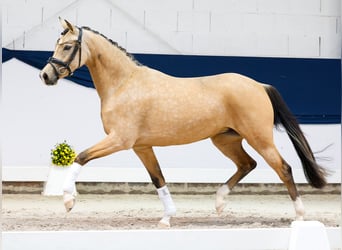 German Riding Pony, Mare, 3 years, 14.1 hh, Dun
