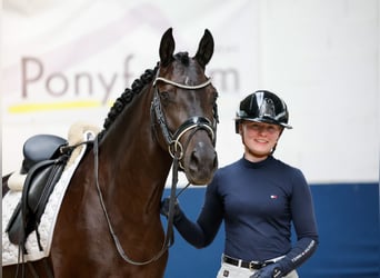 German Riding Pony, Mare, 3 years, 14.1 hh, Dun