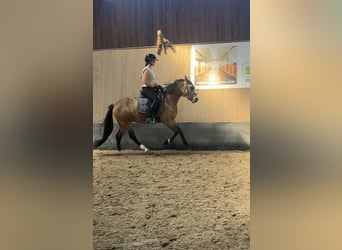 German Riding Pony, Mare, 3 years, 14.1 hh, Dun