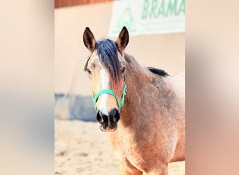 German Riding Pony, Mare, 3 years, 14.1 hh, Dun