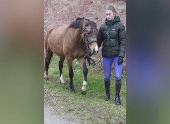 German Riding Pony, Mare, 3 years, 14,1 hh, Dun