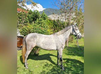 German Riding Pony Mix, Mare, 3 years, 14.1 hh, Gray
