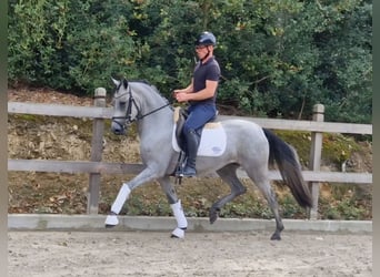 German Riding Pony, Mare, 3 years, 14.1 hh, Grey