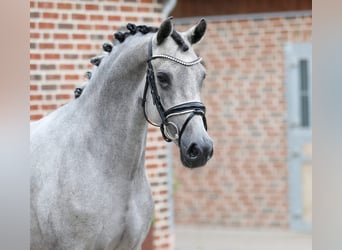 German Riding Pony, Mare, 3 years, 14.1 hh, Grey