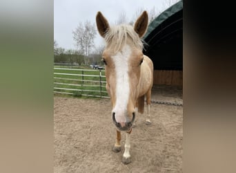 German Riding Pony, Mare, 3 years, 14.1 hh, Palomino