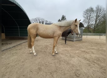 German Riding Pony, Mare, 3 years, 14.1 hh, Palomino