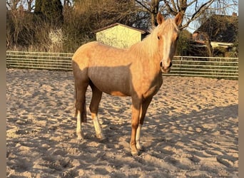 German Riding Pony, Mare, 3 years, 14.1 hh, Palomino