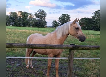 German Riding Pony, Mare, 3 years, 14.1 hh, Palomino