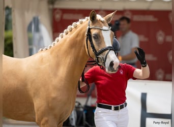 German Riding Pony, Mare, 3 years, 14.1 hh, Palomino