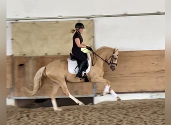 German Riding Pony, Mare, 3 years, 14.1 hh, Palomino