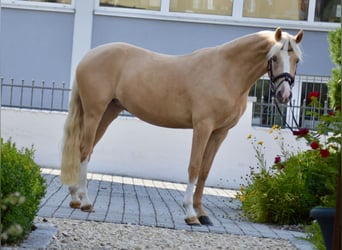 German Riding Pony, Mare, 3 years, 14.1 hh, Palomino