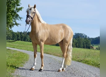German Riding Pony, Mare, 3 years, 14.1 hh, Palomino