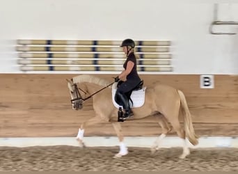 German Riding Pony, Mare, 3 years, 14.1 hh, Palomino