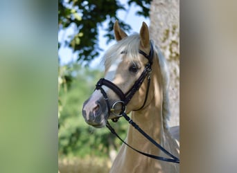 German Riding Pony, Mare, 3 years, 14.1 hh, Palomino